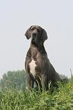 DOGUE ALLEMAND 596